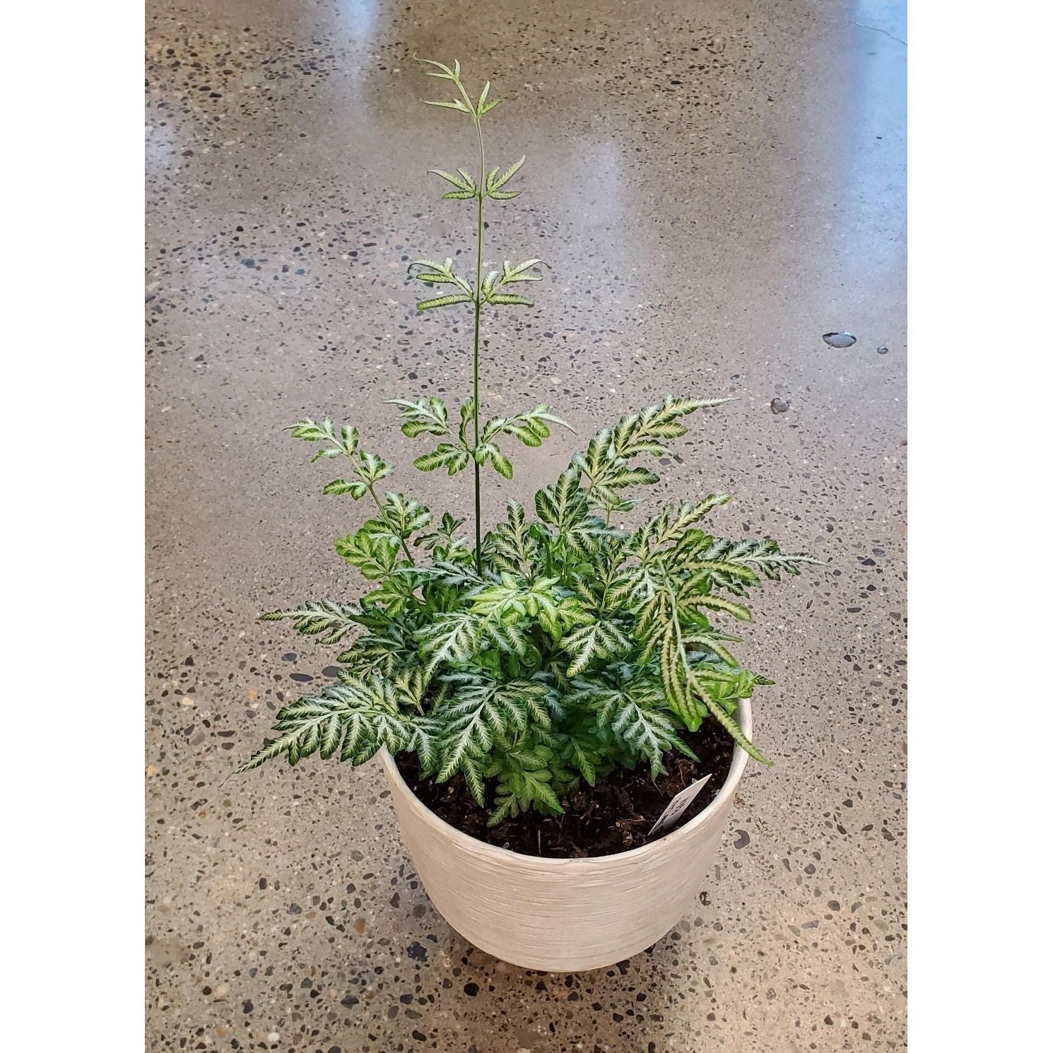 Silver Lace Fern Plant