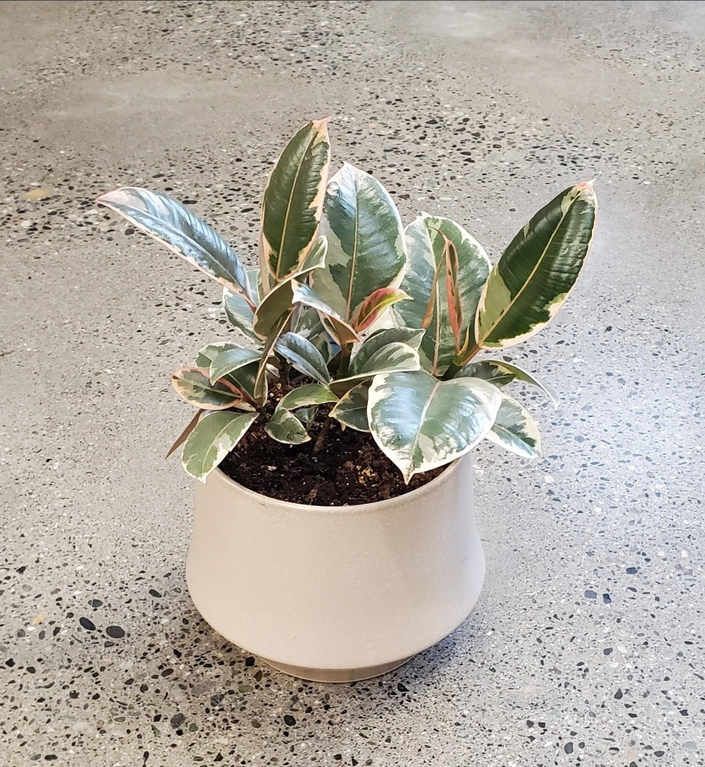 Ficus Elastica Plant