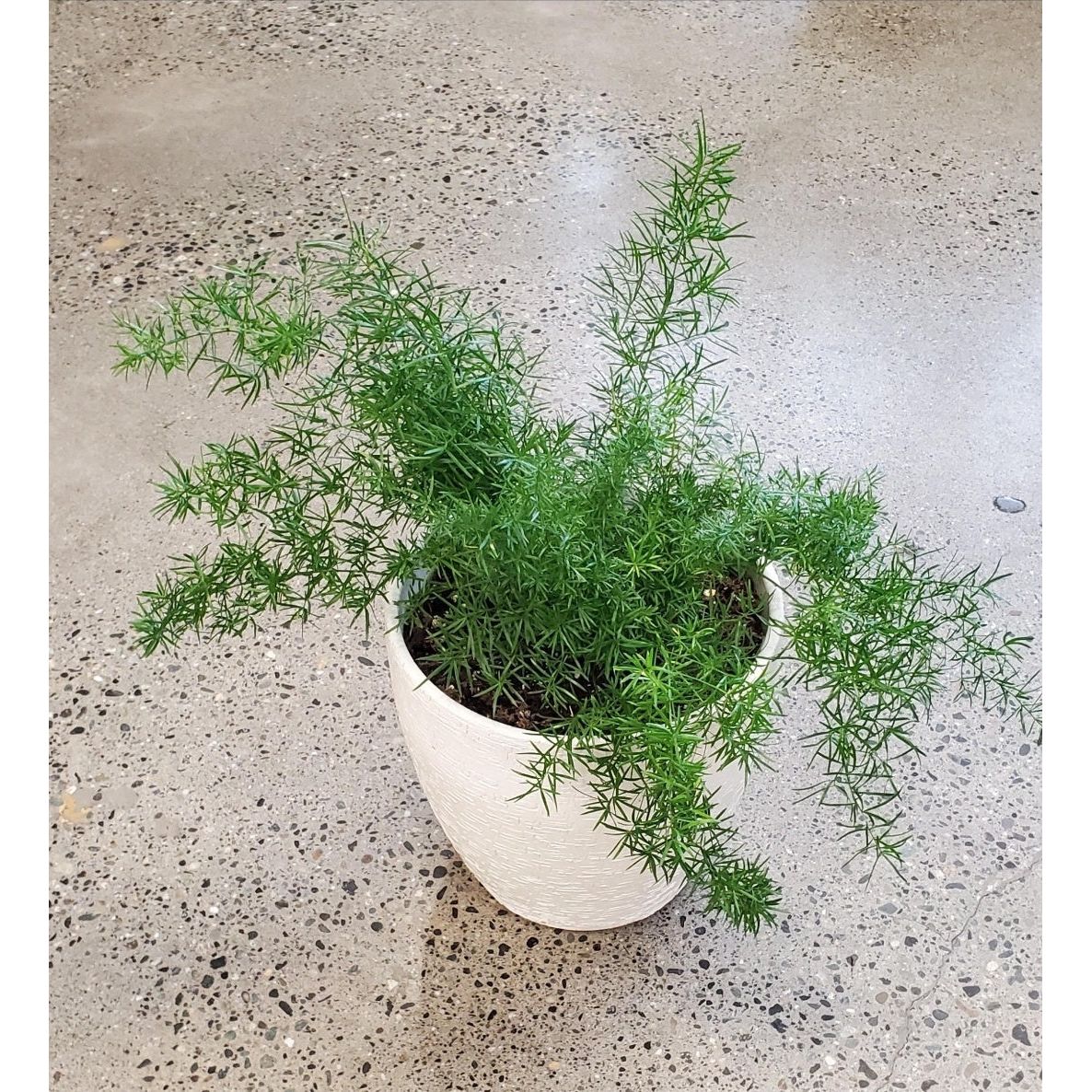 Asparagus Fern Plant