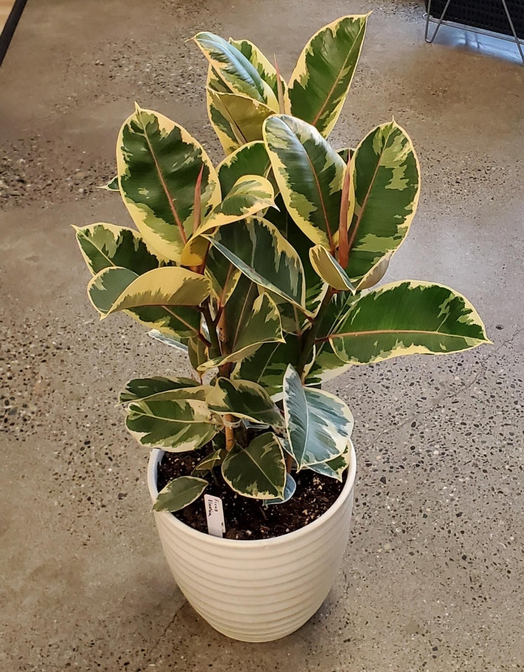 Large Ficus Elastica Plant