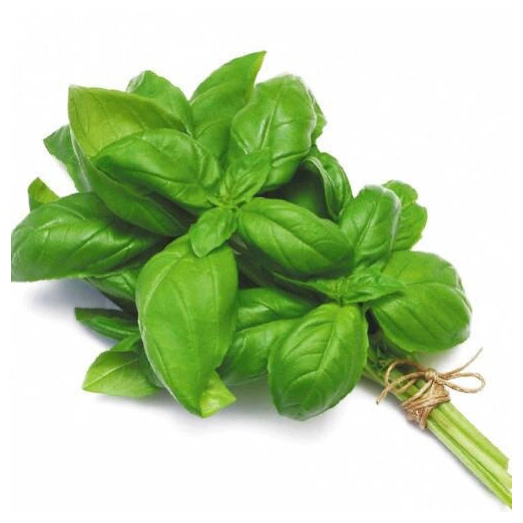 Fresh Basil 28g