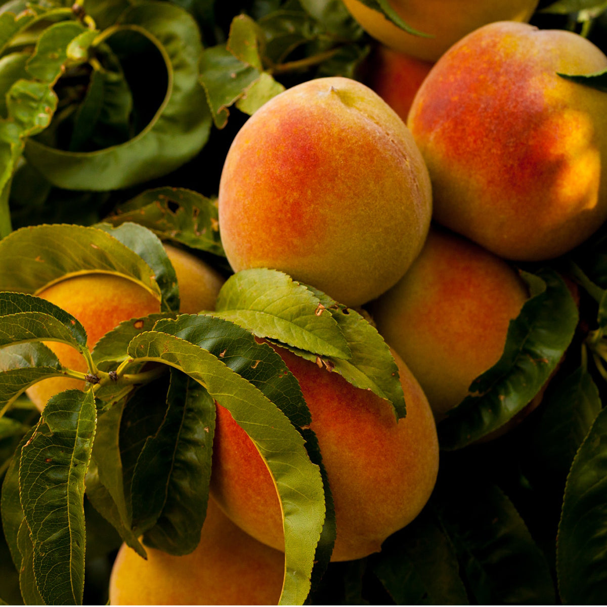 Fresh Okanagan Peaches, ea