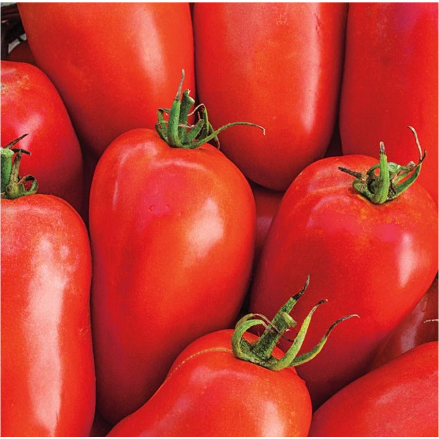 Roma Tomato-4pack